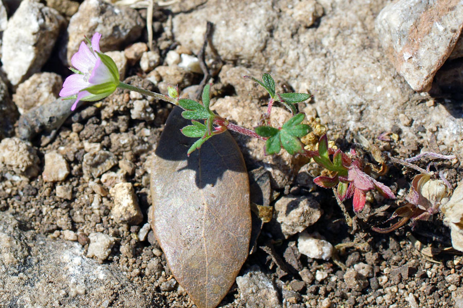 Malvacea da determinare - no, Geranium columbinum